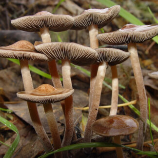 Psilocybin (Magic Mushrooms)