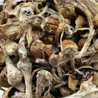 Malabar Mushrooms